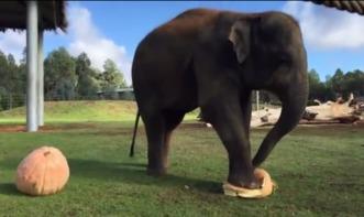 大象吃瓜动画片免费观看,免费畅享欢乐时光  第2张